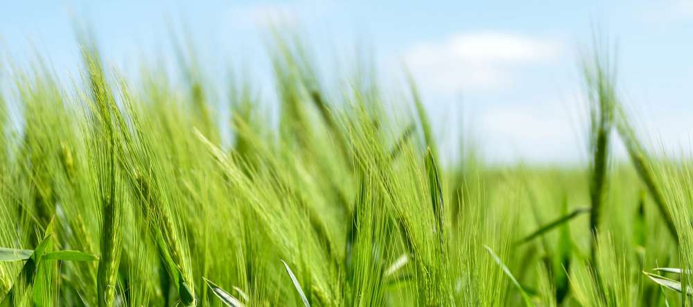 grass and sky. Frequently asked questions